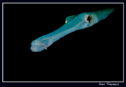Strait from the dark...cornetfish by Sven Tramaux 